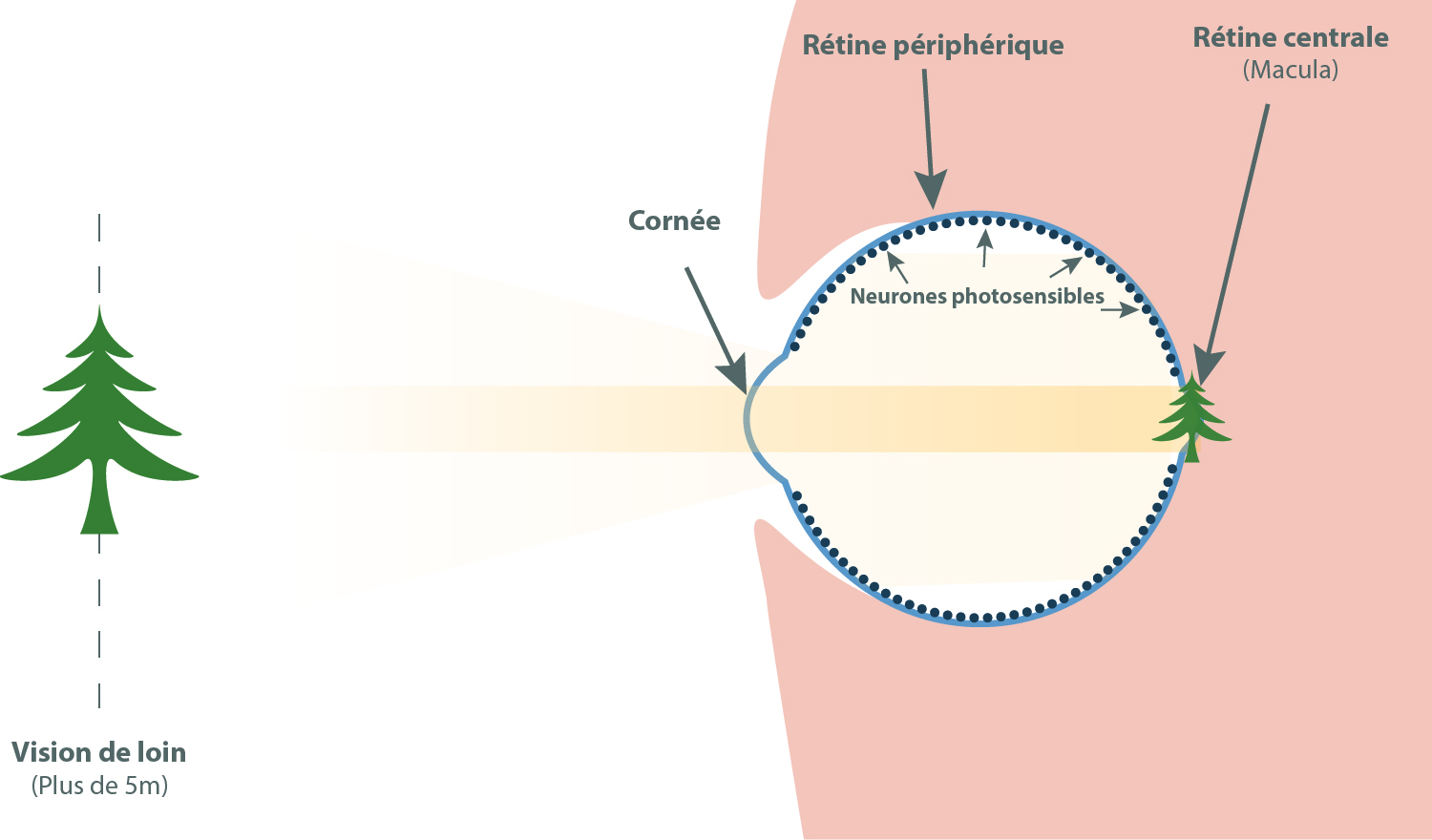 potentiel vision oeil parfait